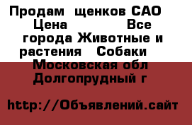 Продам ,щенков САО. › Цена ­ 30 000 - Все города Животные и растения » Собаки   . Московская обл.,Долгопрудный г.